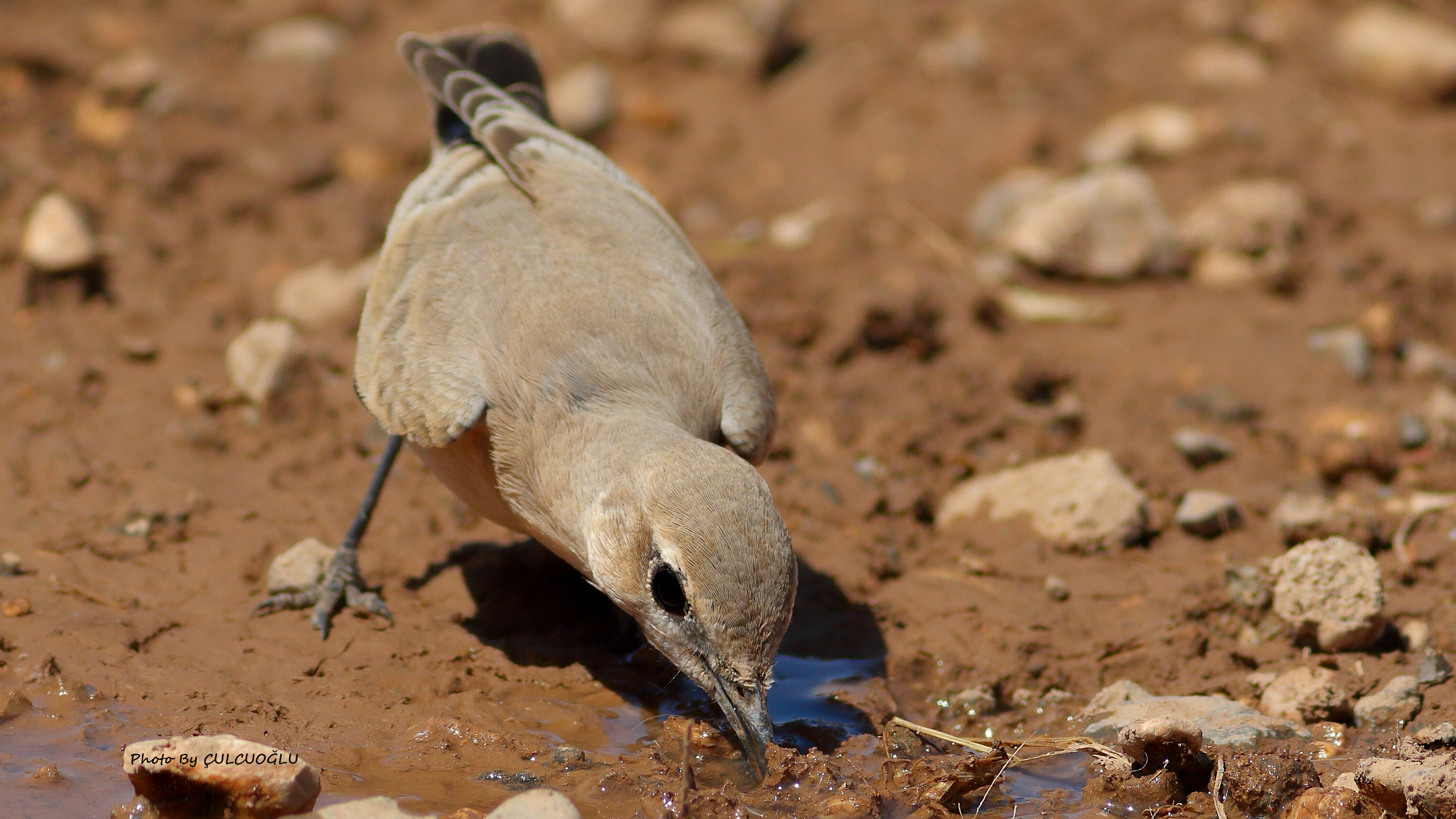 Isabelline Wheatear